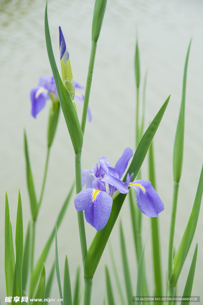 菖蒲花