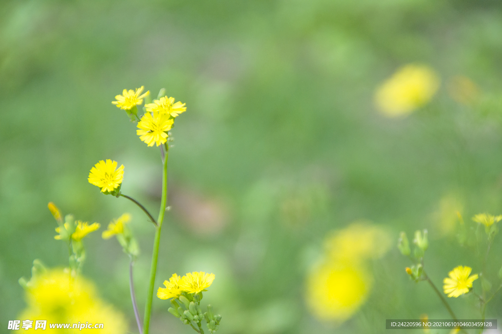 小黄花