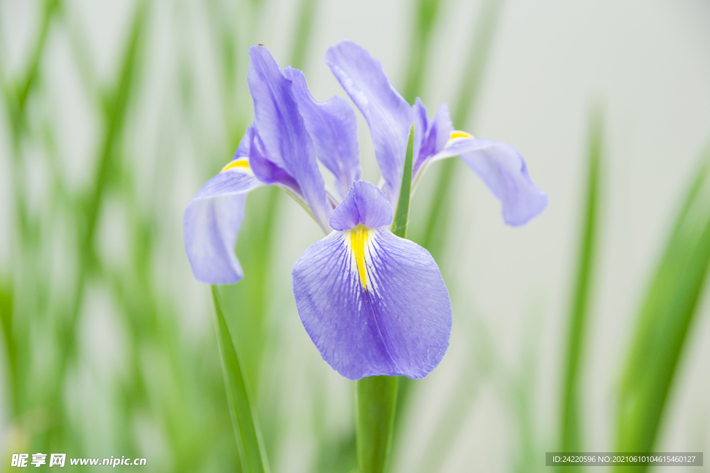 菖蒲花