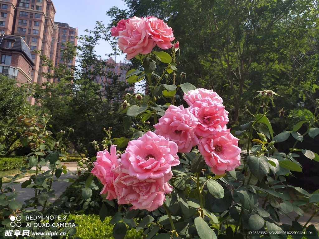 玫瑰花照片素材图片