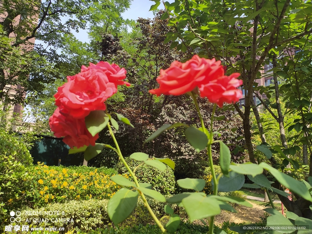 玫瑰花素材图片