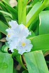 燕子花