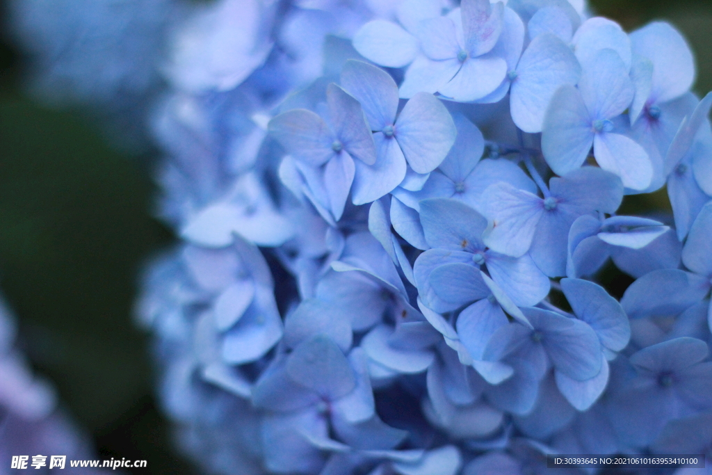 绣球花特写