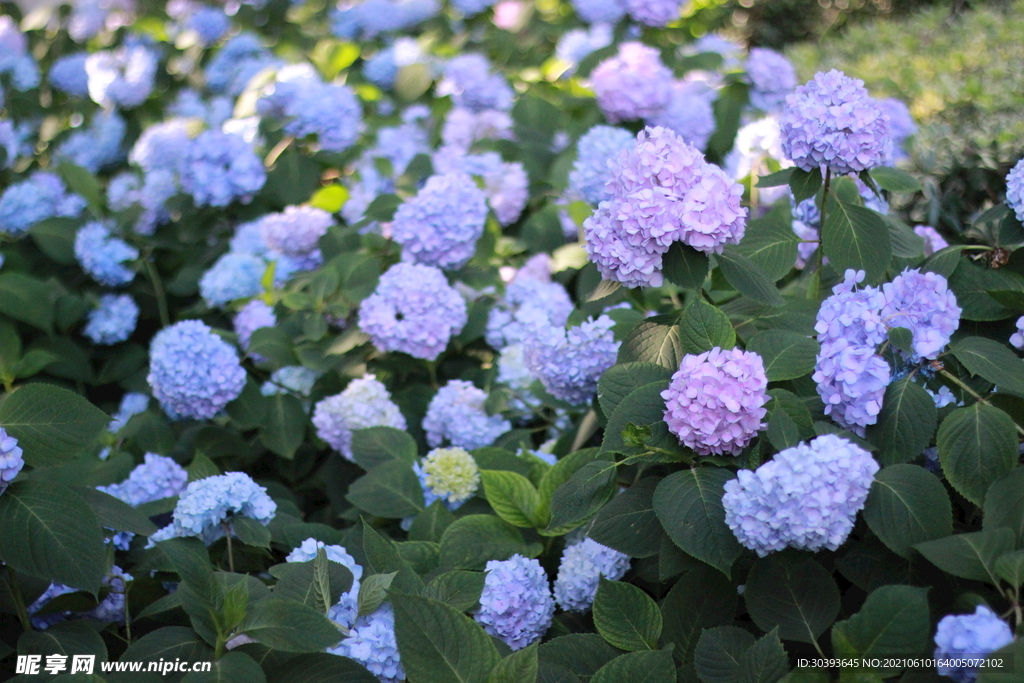 绣球花