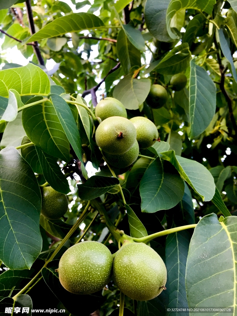 核桃