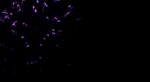 星光粒子 