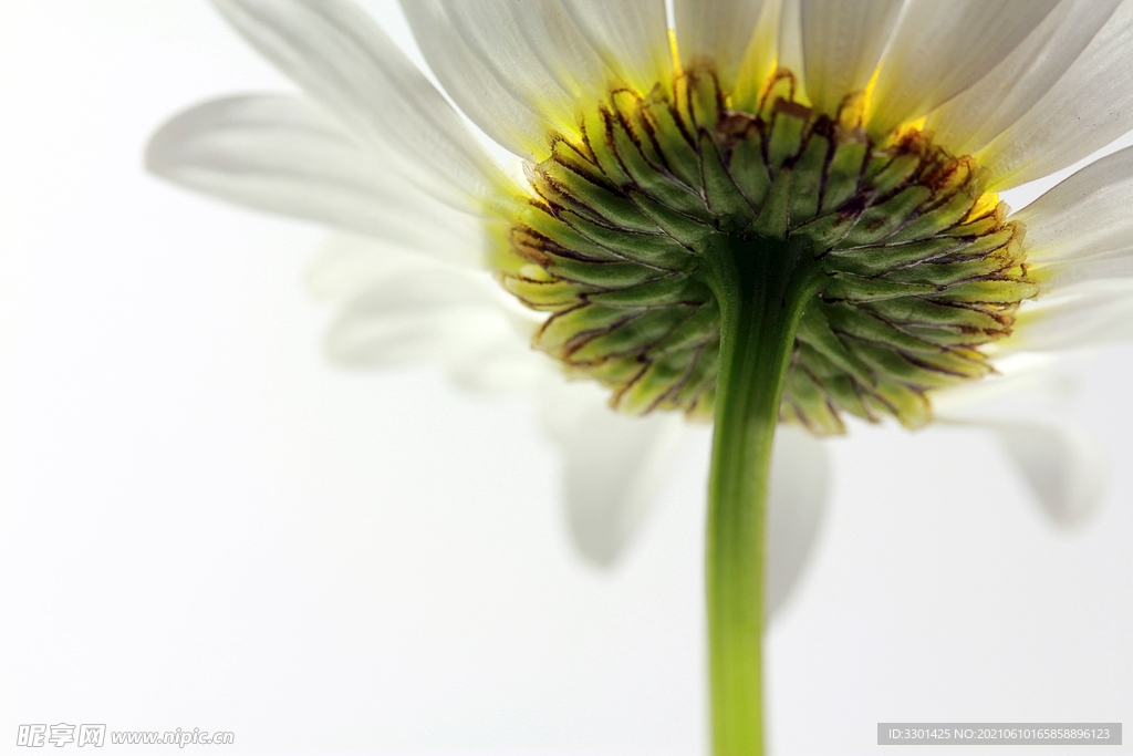 白花特写