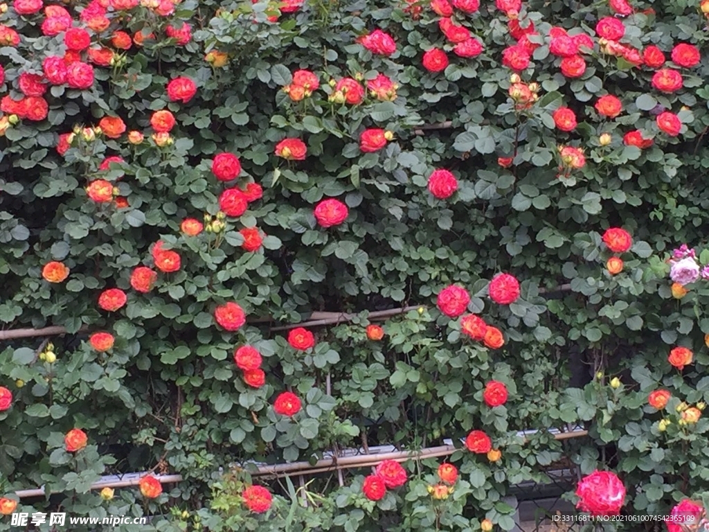 花海