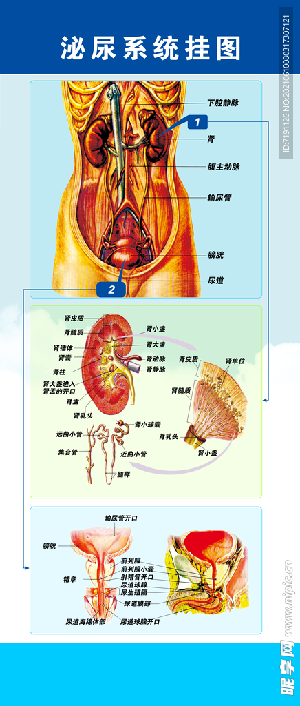 碎石科泌尿系统挂图