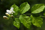 茉莉花