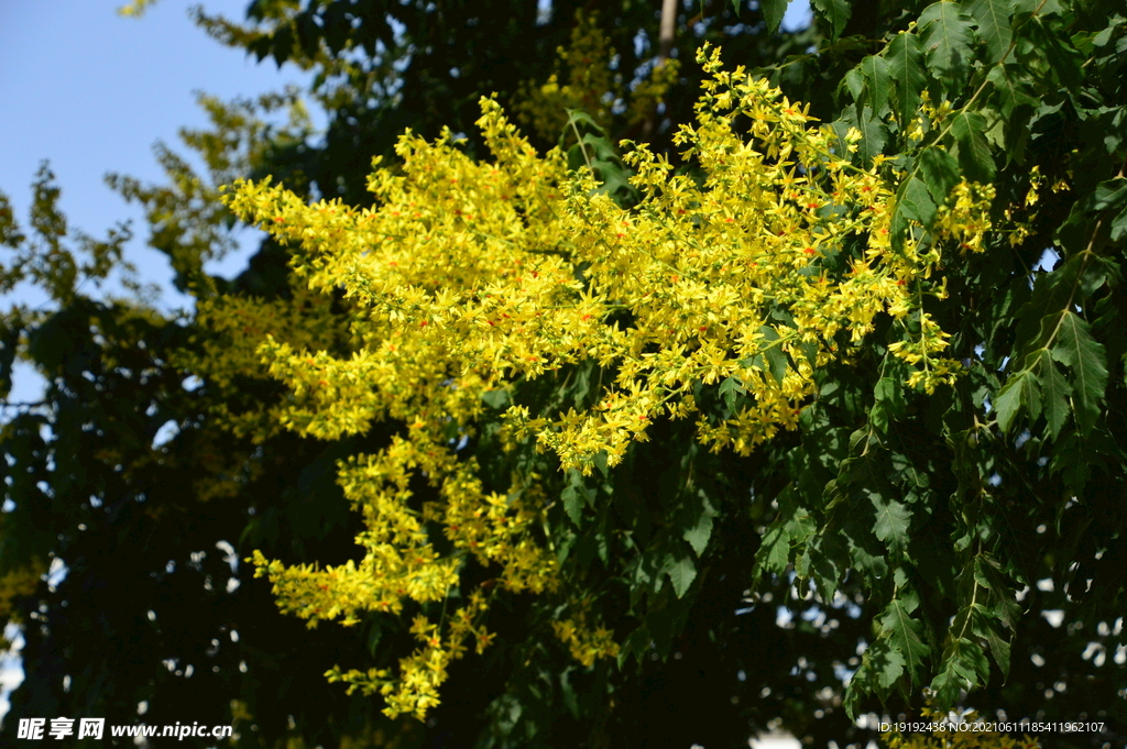 栾树花