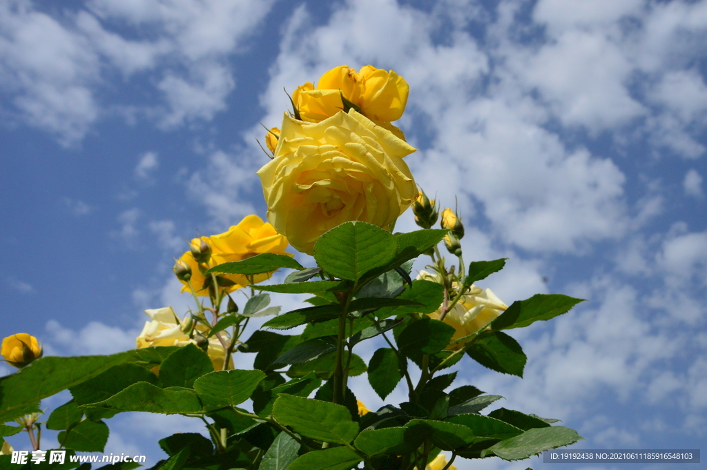 月季花 