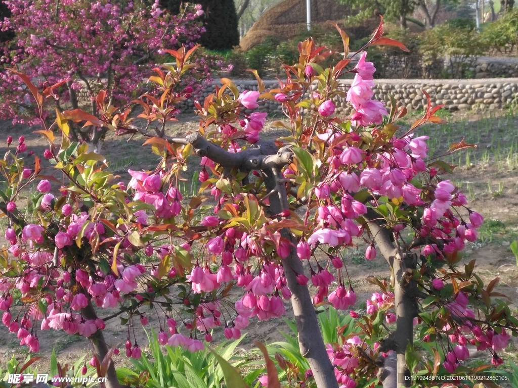 垂丝海棠花 