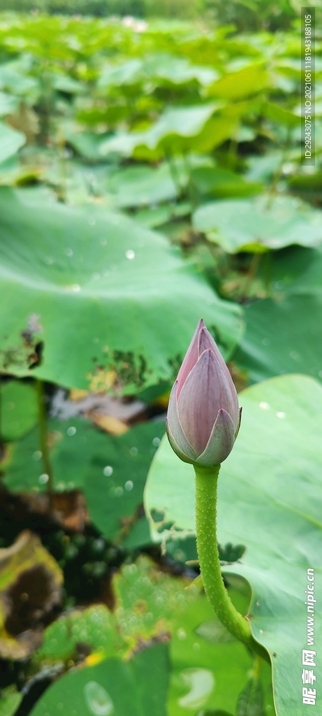莲花苞特写