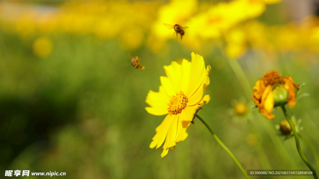 黄花