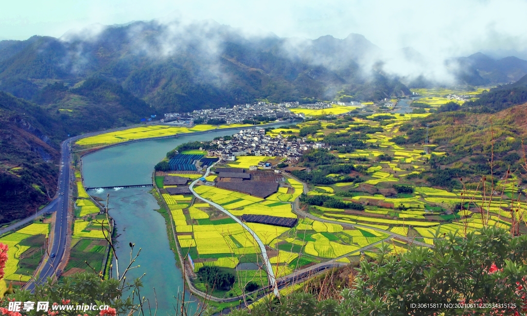 油菜花 云雾