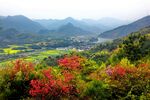 高山 森林