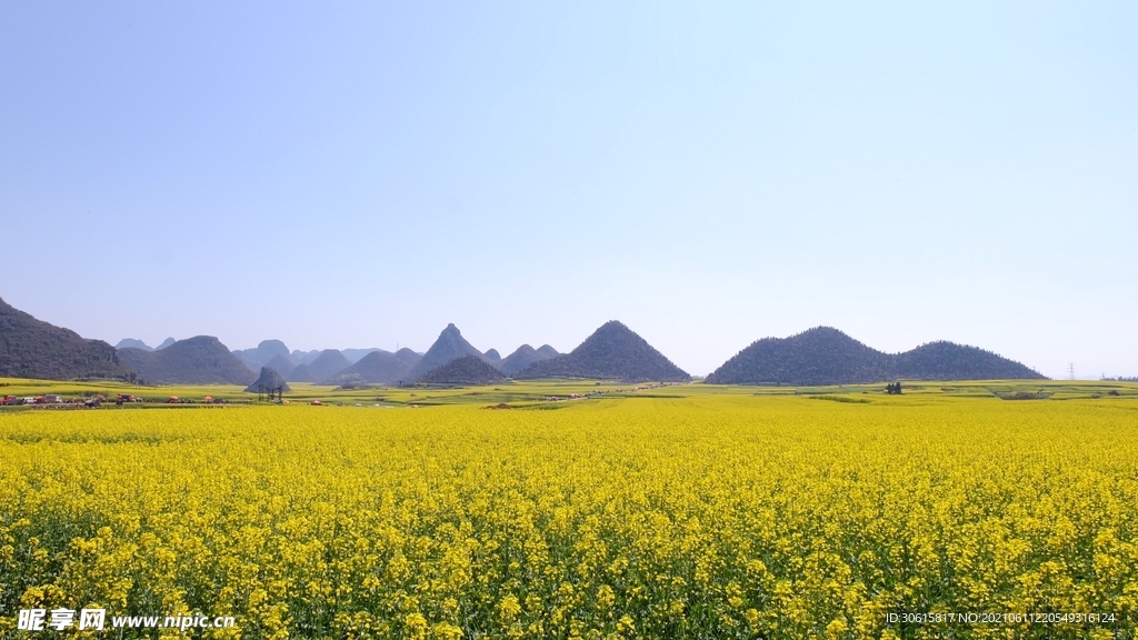 油菜花背景