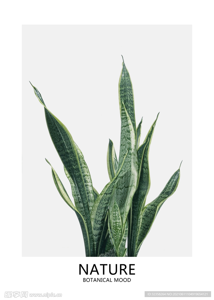 植物挂画