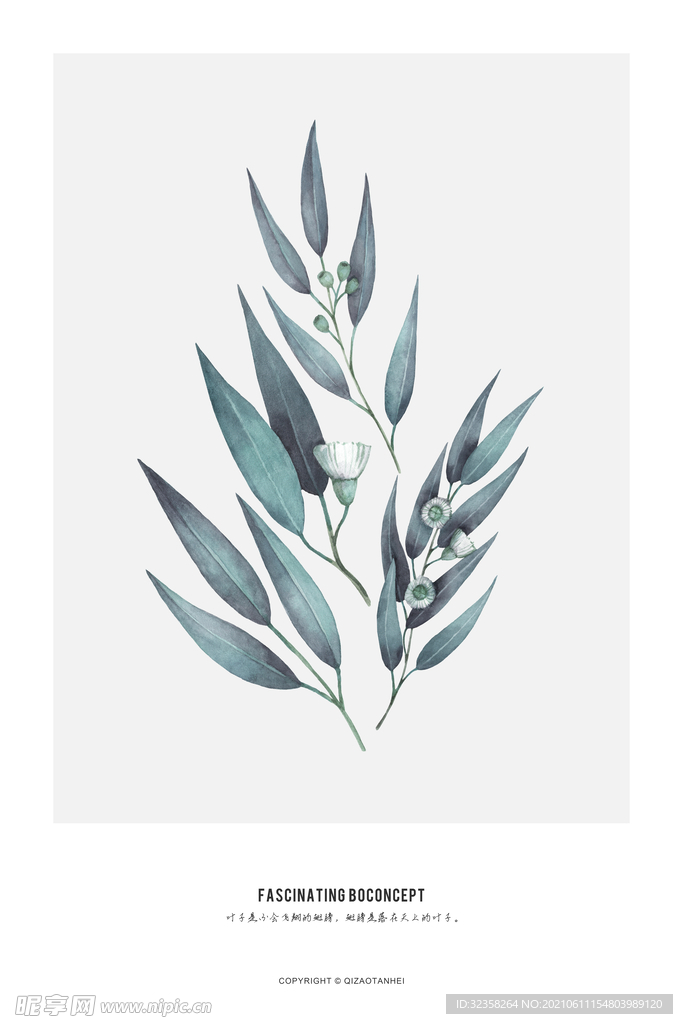 植物树叶