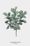琴叶榕植物