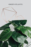 小清新植物装饰画
