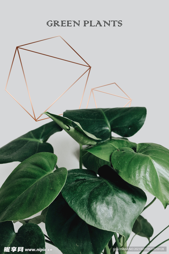 小清新植物装饰画