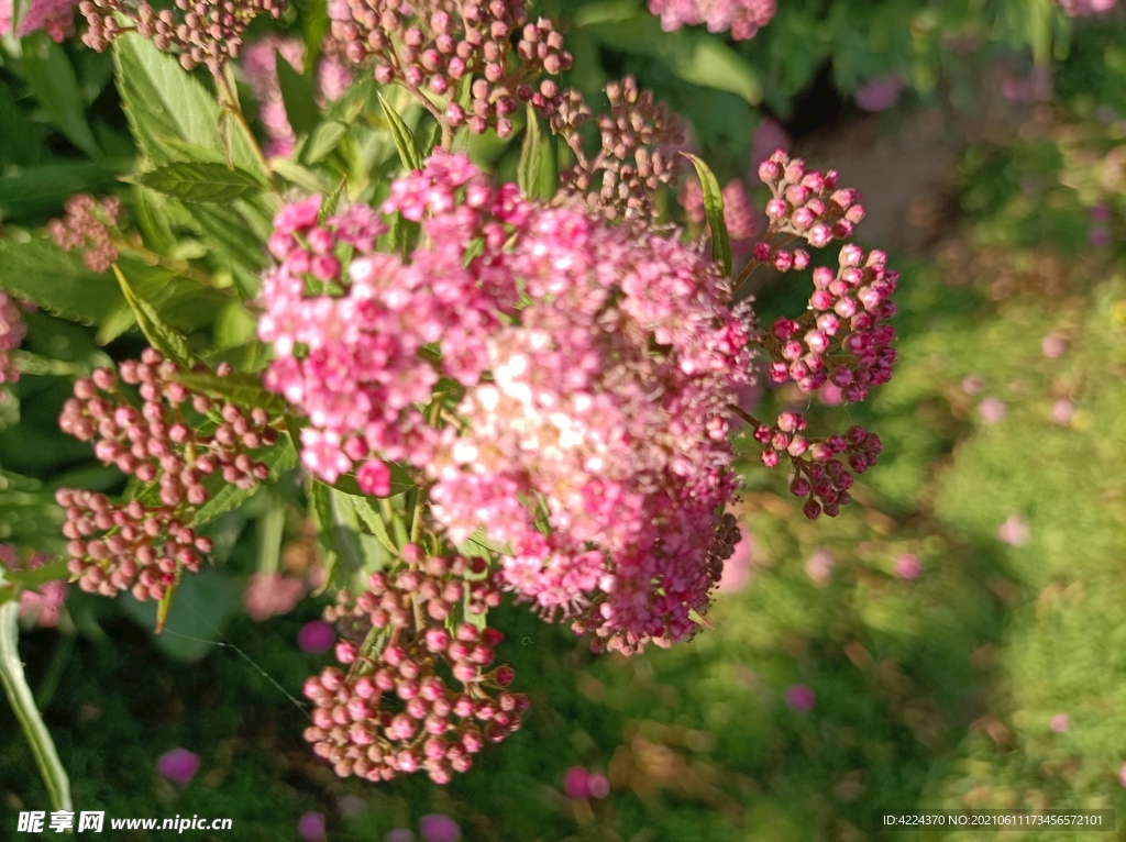 粉花绣线菊