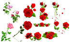 卡通玫瑰 红玫瑰 花