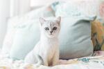 一只白色猫咪