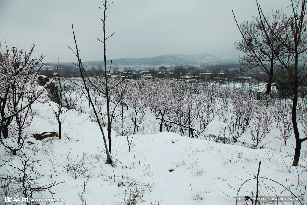 杏花雪