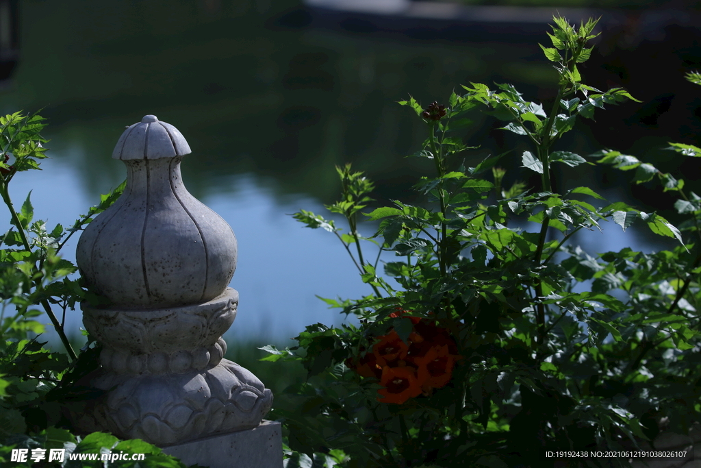 凌霄花 