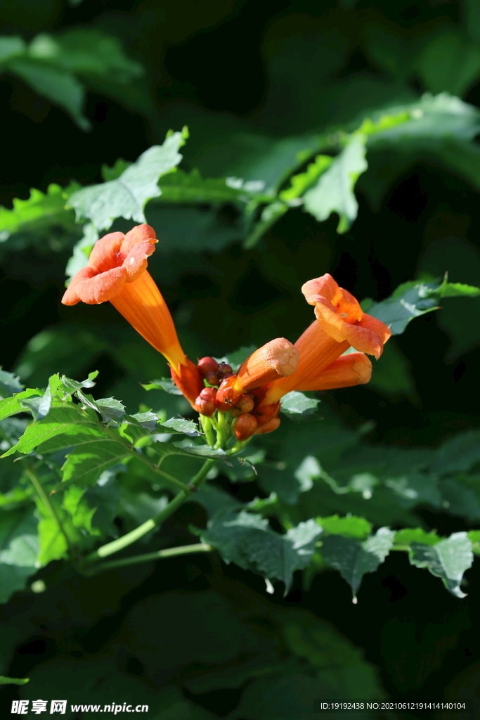 凌霄花