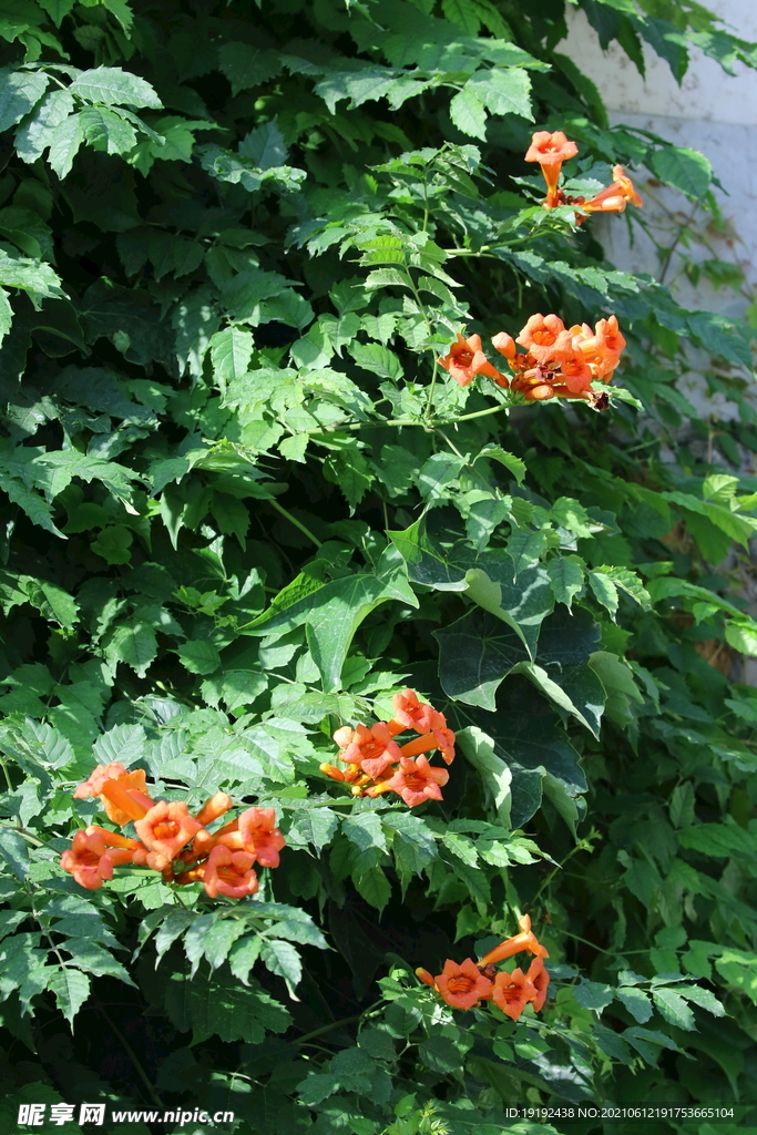 凌霄花