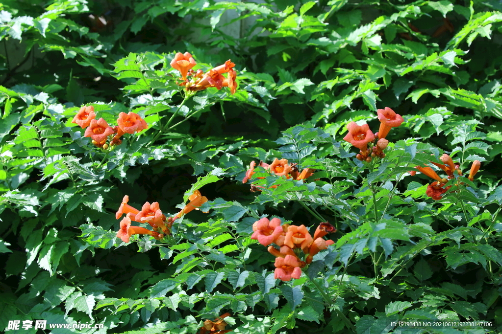 凌霄花