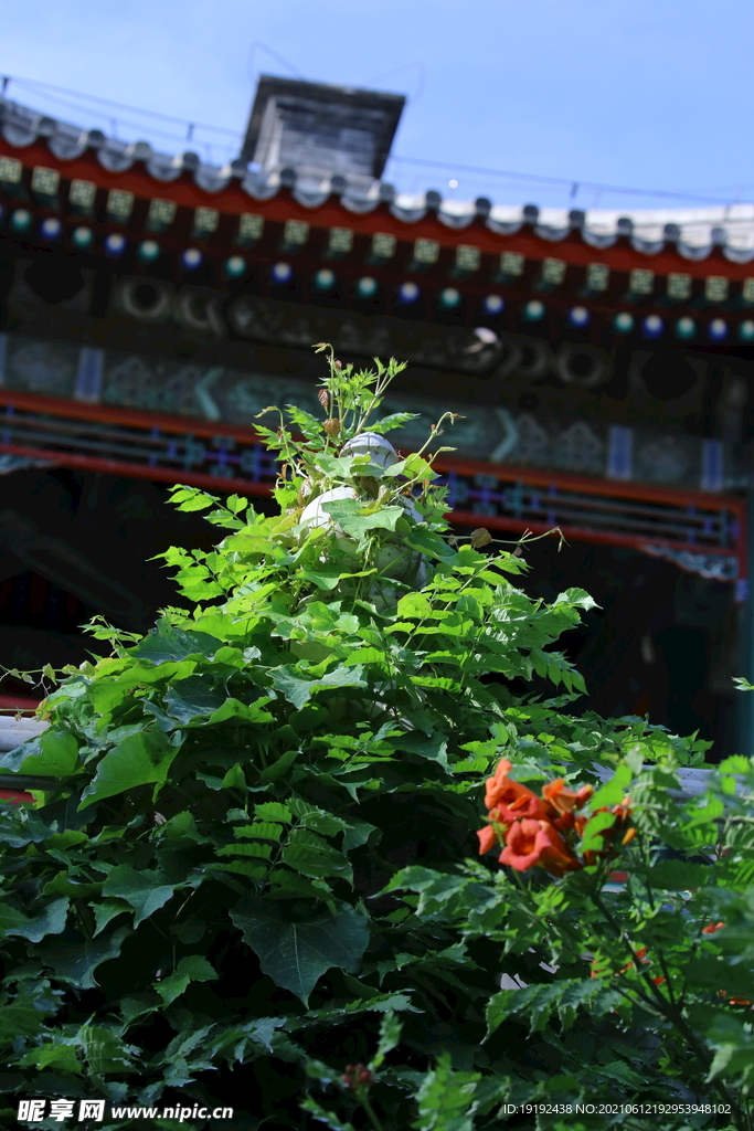 凌霄花