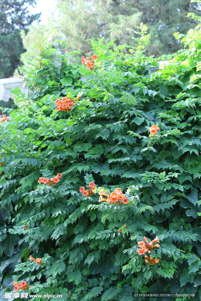 凌霄花 