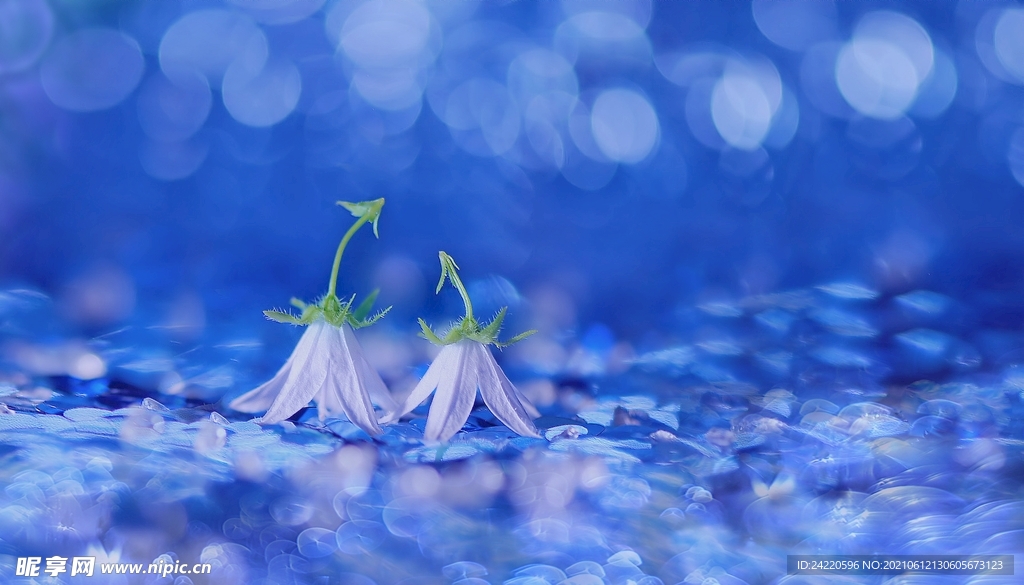 鲜花