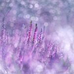 薰衣草