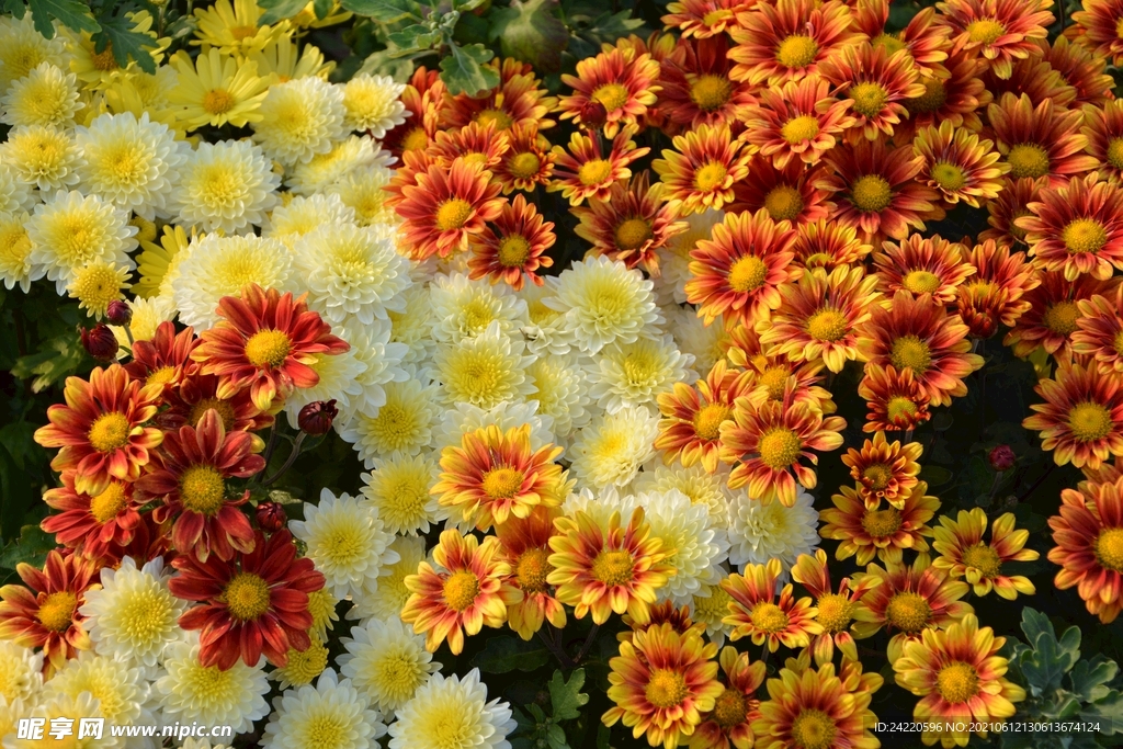 菊花