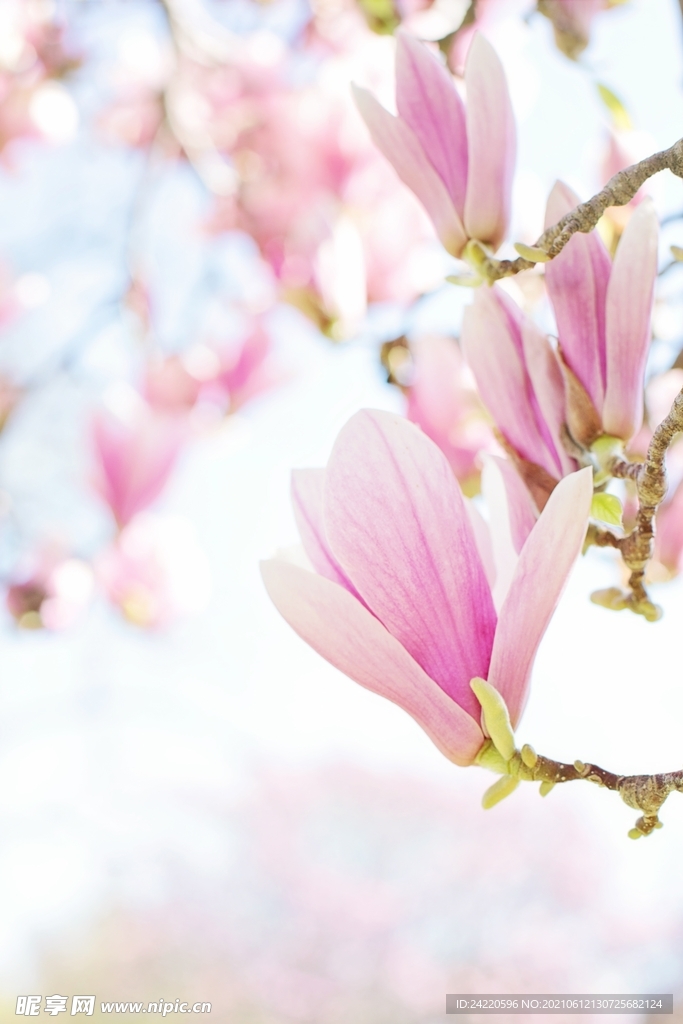 玉兰花