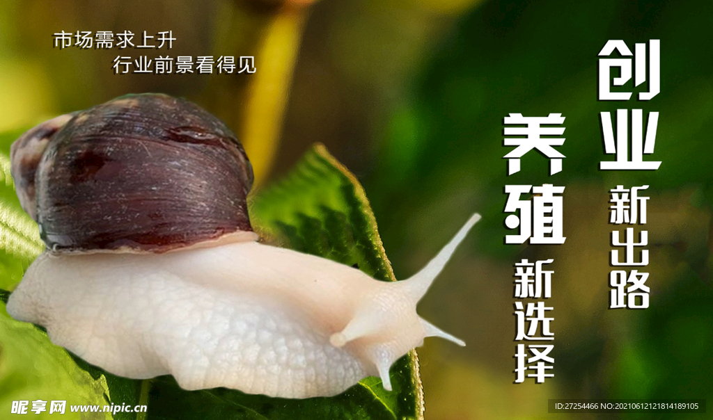 白玉蜗牛养殖  创业