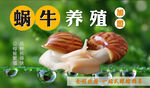 白玉蜗牛养殖
