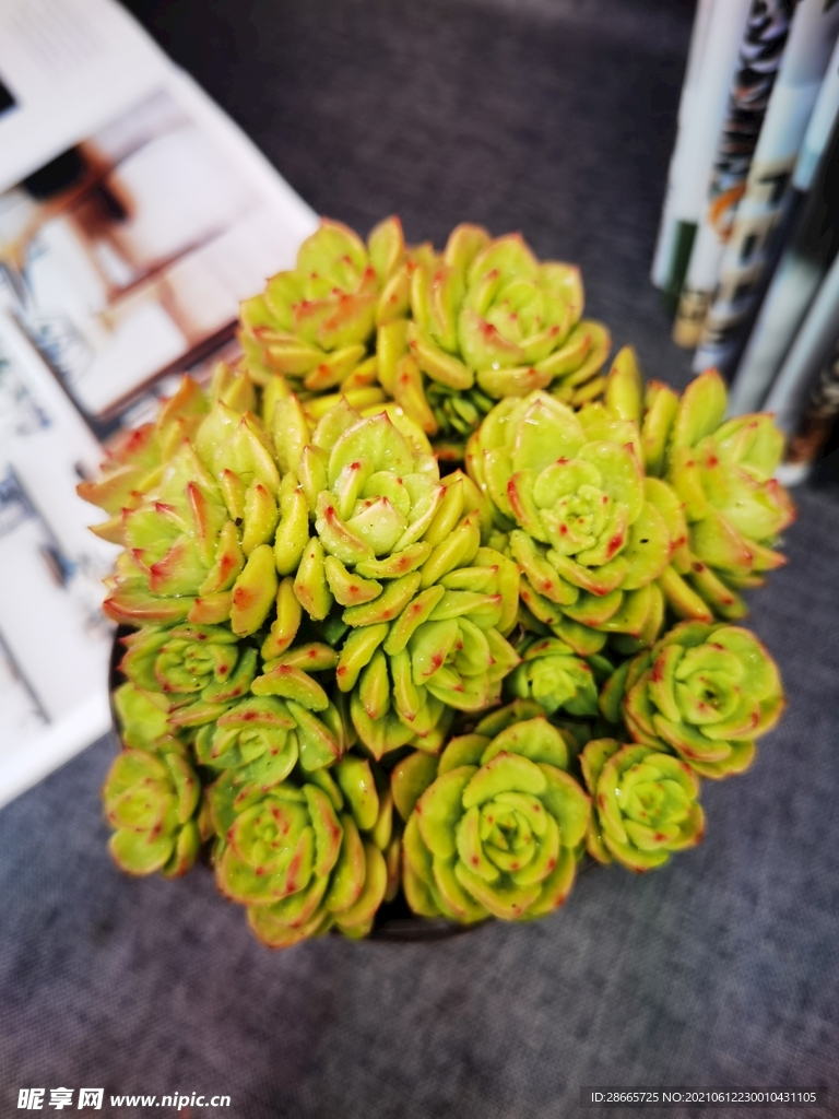 腊牡丹多肉植物