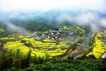 油菜花 云雾