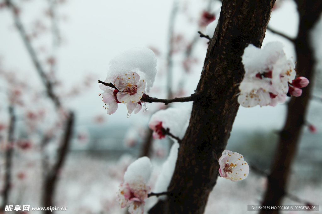 雪中杏花