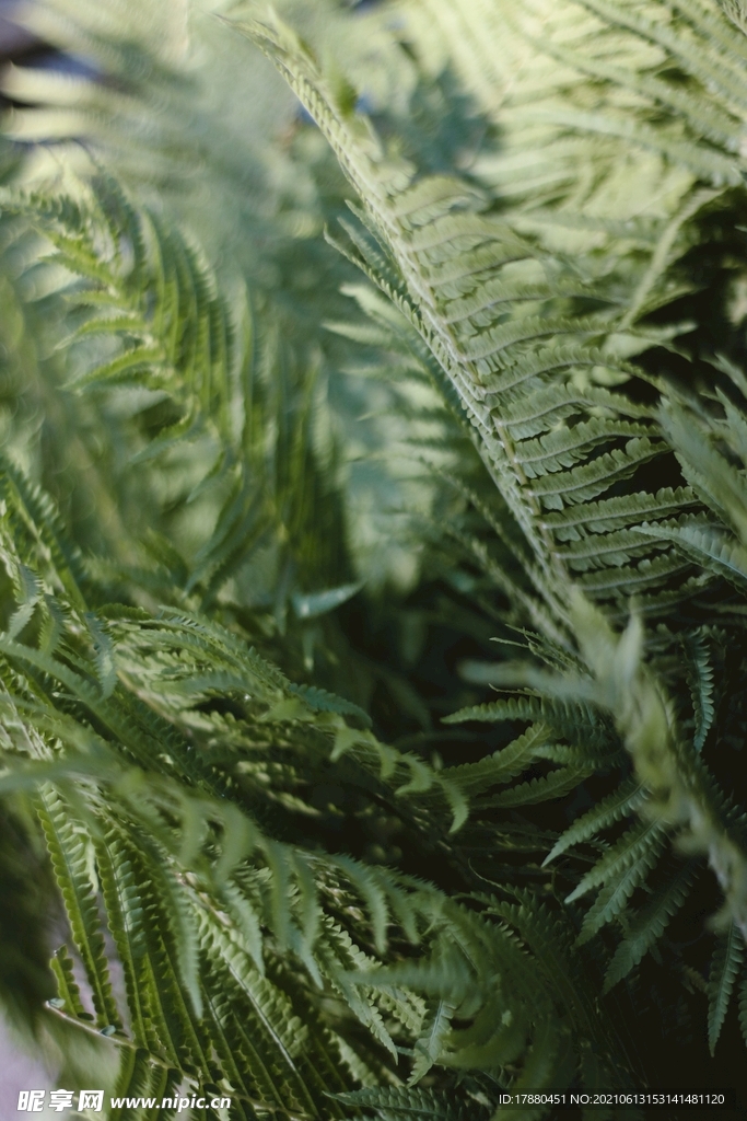 绿草
