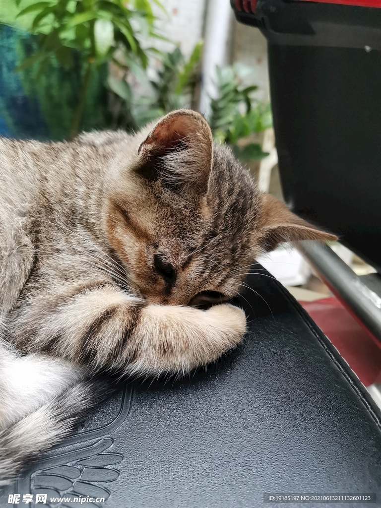 小猫咪