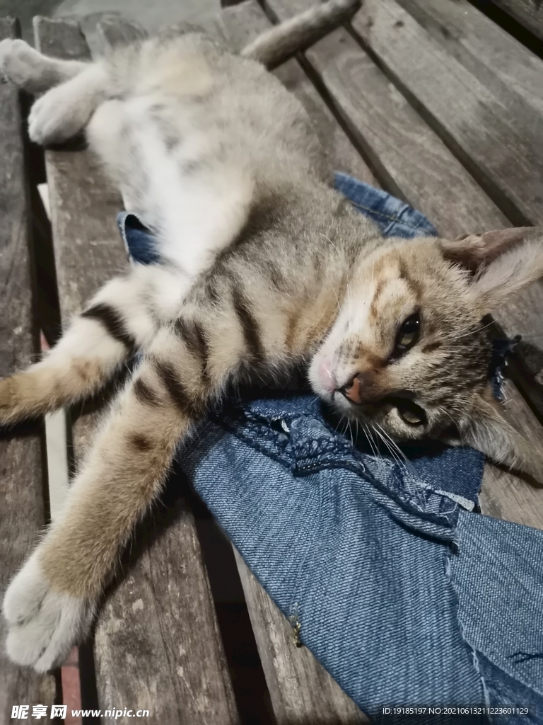 小花猫