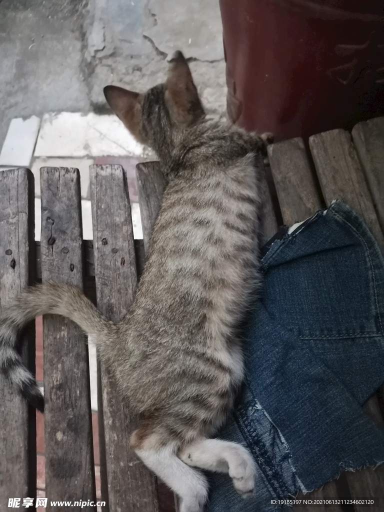 花猫
